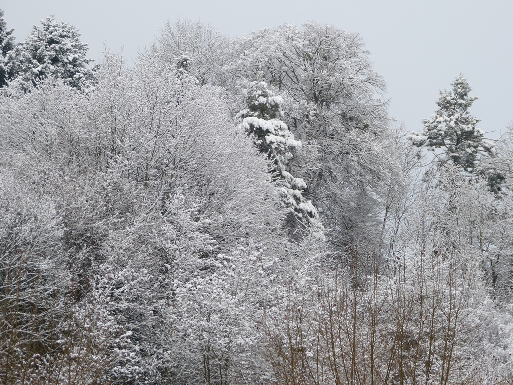 http://meteoalpes.com/img/photonews/2016/01/16012016neige.jpg